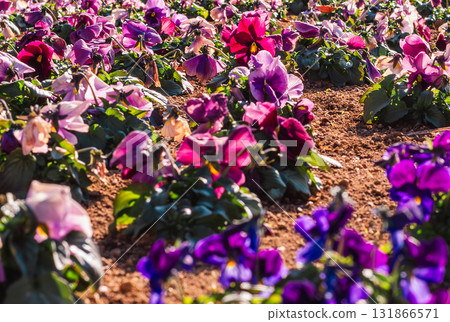 Pansy flowers-2 131866571