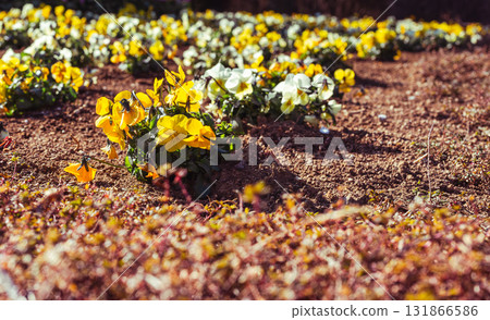 三色堇花 - 16 三色堇花 - 16 131866586