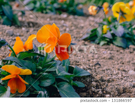 Pansy flower-41 Pansy flower-41 131866597