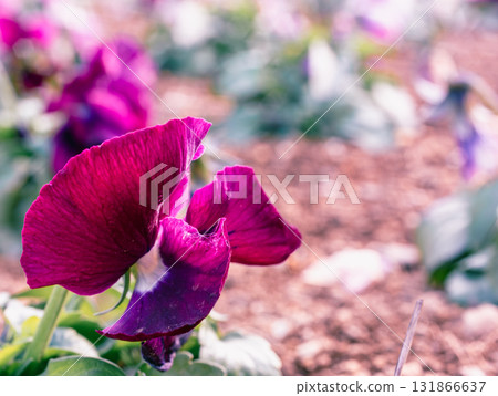 三色堇花 - 25 三色堇花 - 25 131866637