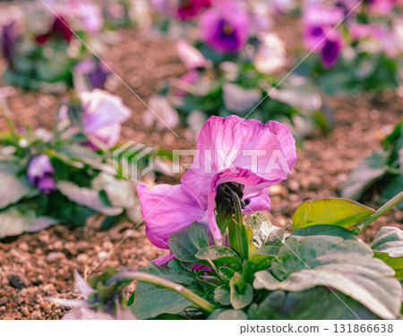 三色堇花 - 26 三色堇花 - 26 131866638