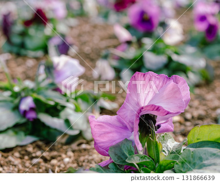 Pansy flower-27 131866639