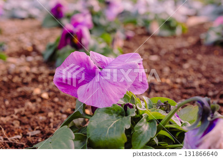 Pansy flowers - 28 131866640