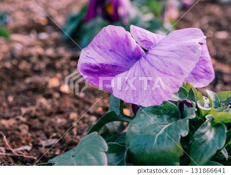 Pansy flowers-29 131866641