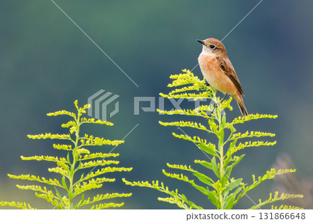 一隻石鴴站在草地上 131866648