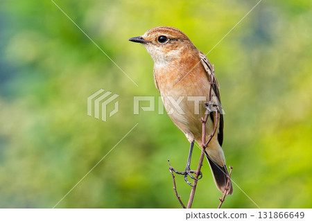 一隻披著冬羽的石鵖棲息在樹枝上 131866649