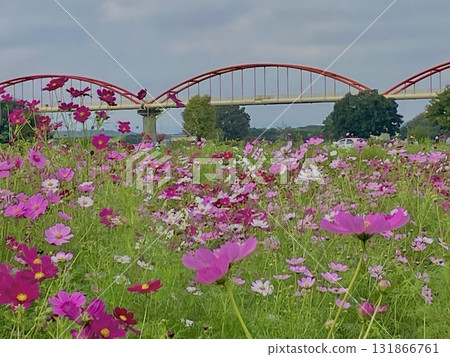 Cosmos blooming on the riverbank 131866761