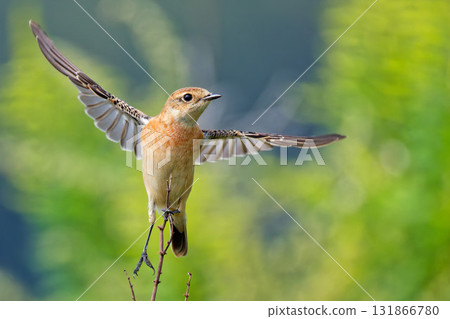 Stonechat spreading its wings 131866780
