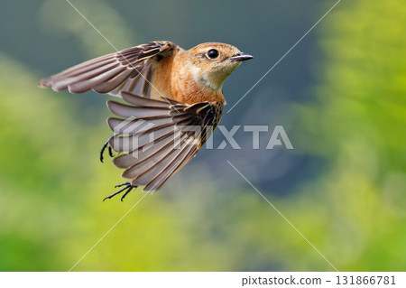 一隻石鴴向我飛來 一隻石鴴向我飛來 131866781