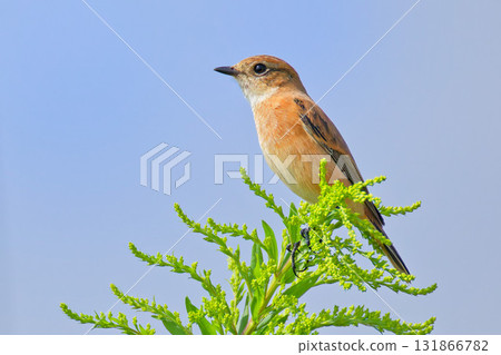 一隻石鴴佇立在藍色的秋日天空下 131866782