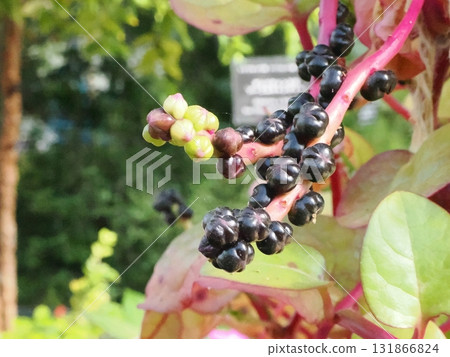 Fruit of a young pear 131866824