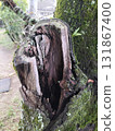 The tree is hollow inside 131867400