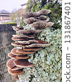 Stair-like mushrooms 131867401