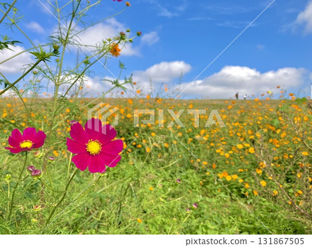 Yellow cosmos blooming on the riverbank in Konosu City with the blue sky in the background Yellow cosmos blooming on the riverbank in Konosu City with the blue sky in the background 131867505