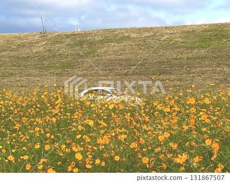 A white car driving along a riverside road where cosmos bloom A white car driving along a riverside road where cosmos bloom 131867507