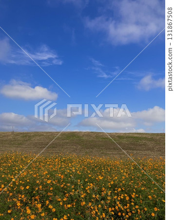 A riverbank with blue skies and blooming yellow cosmos A riverbank with blue skies and blooming yellow cosmos 131867508