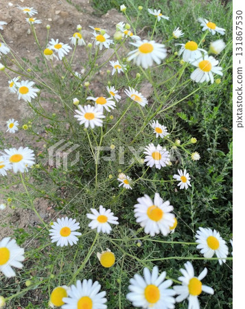 Blooming Chamomile Garden Aromatic Herbs for Wellness and Natural Beauty 131867530
