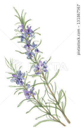 Rosemary painted in watercolor 131867567