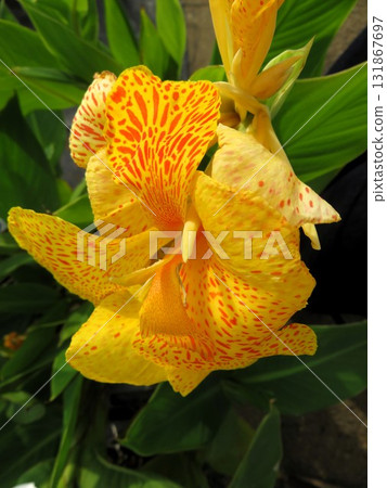 Yellow Canna 131867697