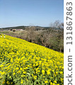 Mother Farm's rapeseed flower carpet 131867863