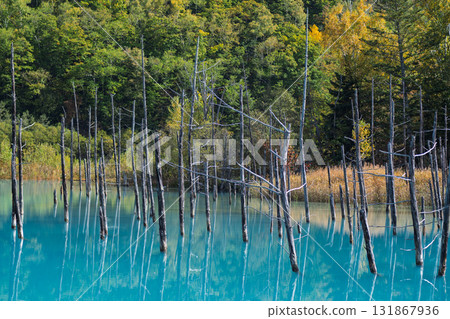Dead larch trees and the mysteriously blue Blue Pond (Shirogane, Biei Town) Dead larch trees and the mysteriously blue Blue Pond (Shirogane, Biei Town) 131867936