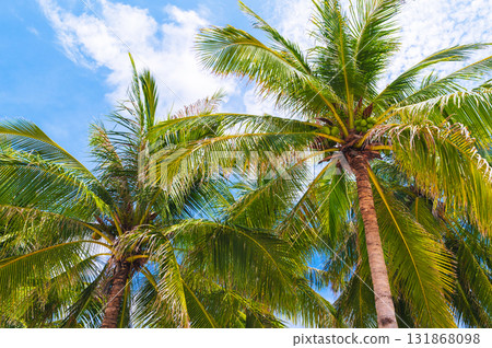 green coconuts growing on palm trees on the background a blue sky in the tropics in summer 131868098