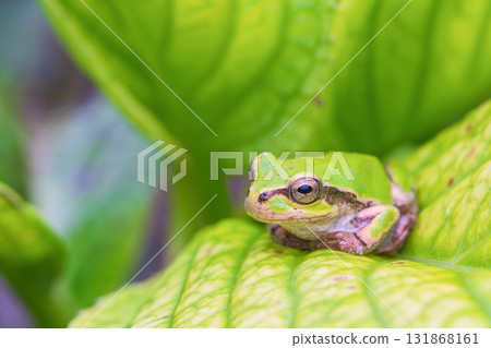 一隻樹蛙坐在繡球花葉子上 131868161