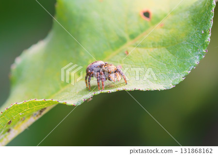 跳蜘蛛在葉子上等待獵物 131868162
