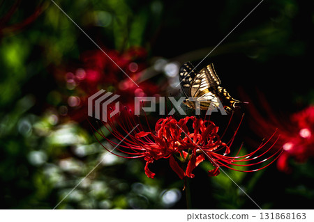 一隻燕尾蝶飛向一簇孤挺花 131868163