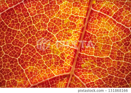 A Stunning and Vibrant Closeup of Autumn Mapple Leaf Veins and Its Unique Texture Details 131868166