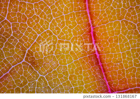 A Stunning and Vibrant Closeup of Autumn Mapple Leaf Veins and Its Unique Texture Details 131868167