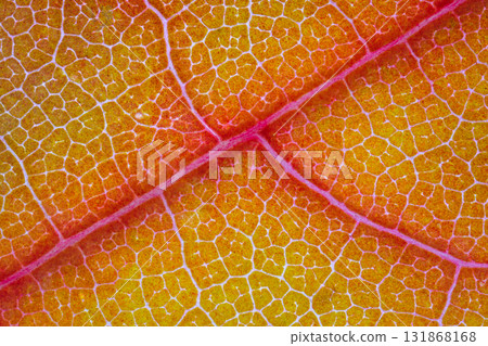 A Stunning and Vibrant Closeup of Autumn Mapple Leaf Veins and Its Unique Texture Details 131868168