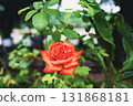 In full bloom bold, quiet, and unapologetically alive 131868181