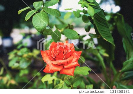 In full bloom bold, quiet, and unapologetically alive In full bloom bold, quiet, and unapologetically alive 131868181