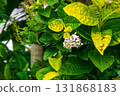Every petal a story of patience and light 131868183