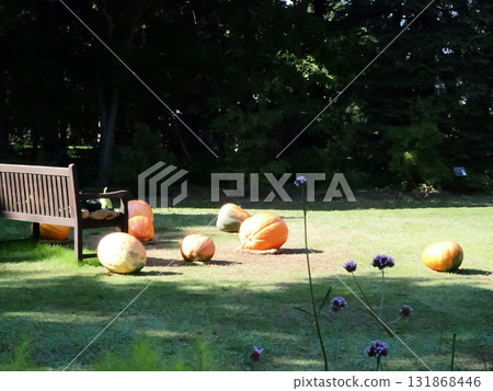 Large pumpkin and bench Large pumpkin and bench 131868446