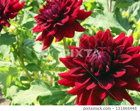 紅色大麗花花 紅色大麗花花 131868448