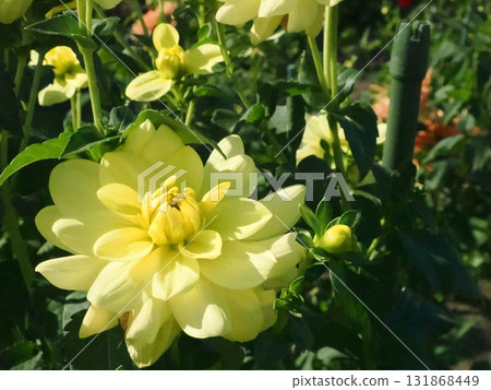 黃色大麗花花 黃色大麗花花 131868449