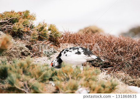 Tateyama of the snowy season Tateyama of the snowy season 131868635