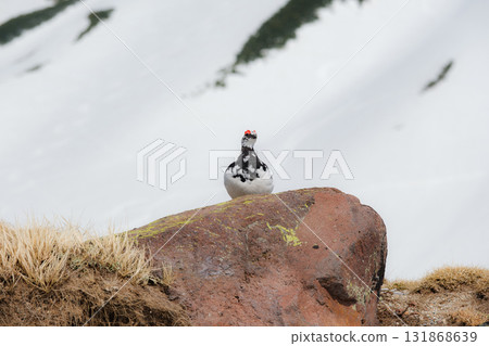 多雪的季節的立山 131868639