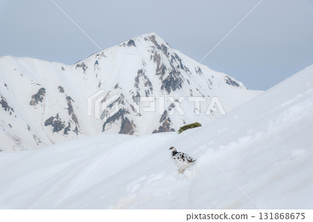 Tateyama of the snowy season 131868675