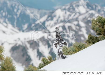 Tateyama of the snowy season 131868695