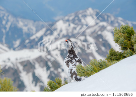 Tateyama of the snowy season Tateyama of the snowy season 131868696