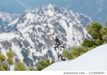 Tateyama of the snowy season 131868697