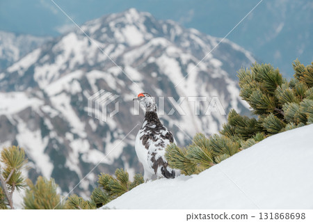 Tateyama of the snowy season 131868698