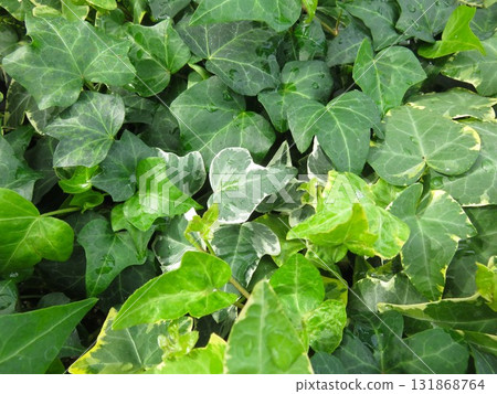 Ivy Ivy 131868764