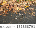 Tiny snake crawling on asphalt road among dry autumn leaves. Wild nature scene in rural area 131868791