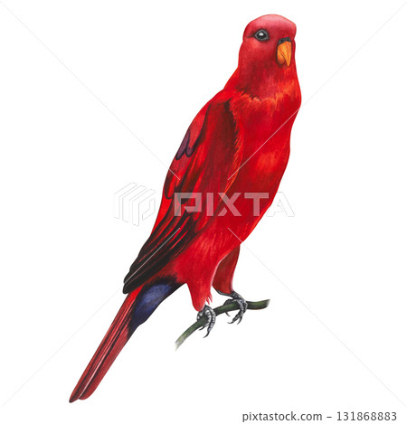 Red lory, parrot. Watercolor illustration on a transparent background, hand-drawn for wallpaper and textiles 131868883