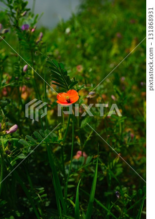 Long-horned poppy in spring Long-horned poppy in spring 131868931