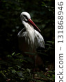 White stork in the bush 131868946